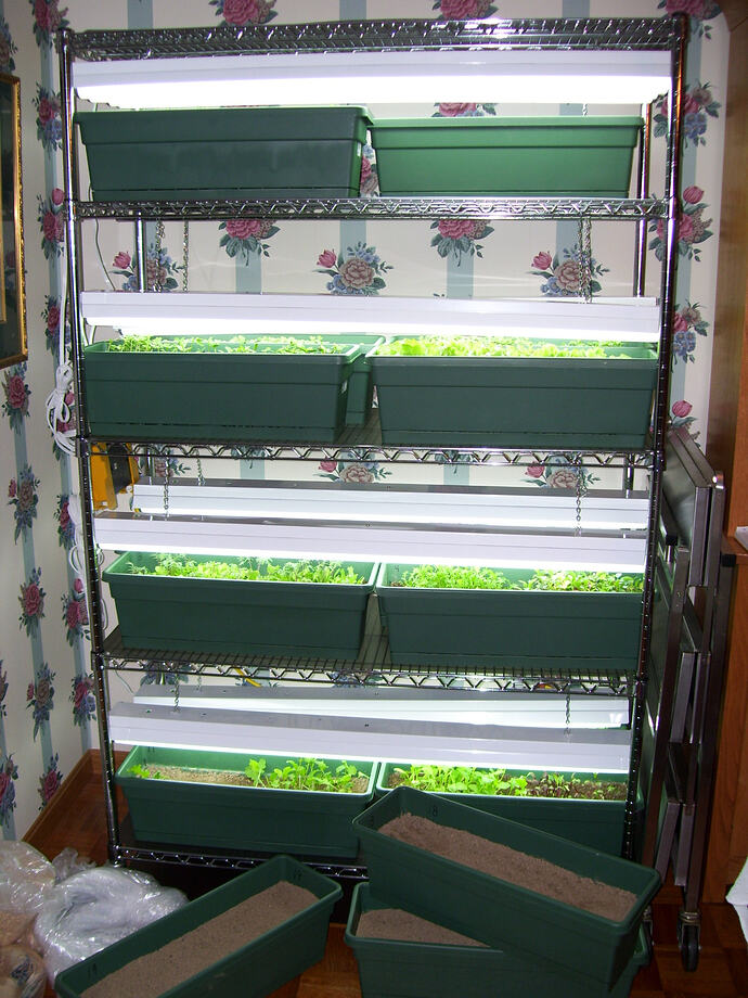 grow rack for microgreens 2008- 2009  (2)