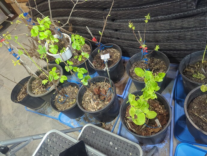 17692703520988047297515154960876