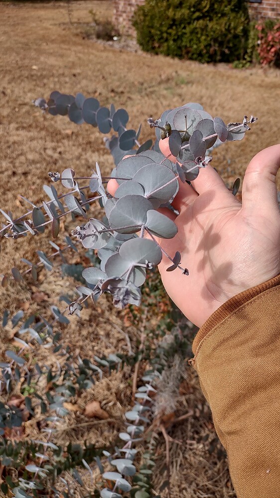 IMG_20251209_111341124_HDR