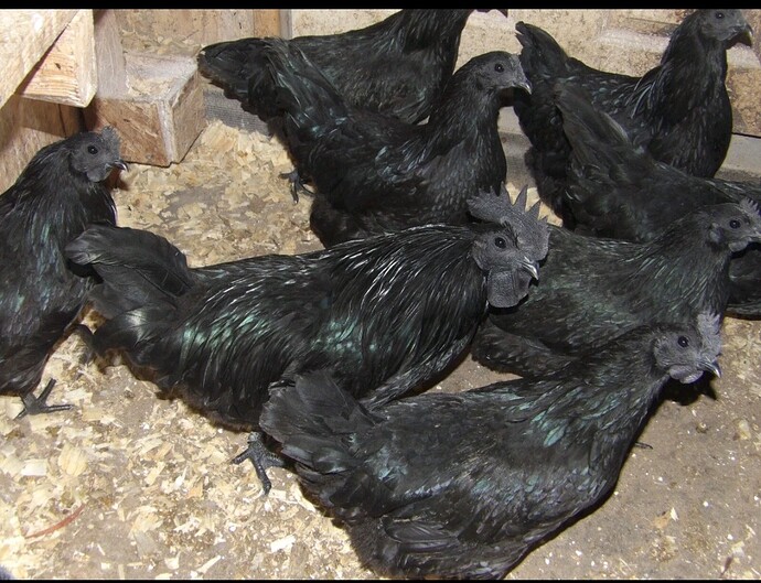 Screenshot_20260217_022120_eBay