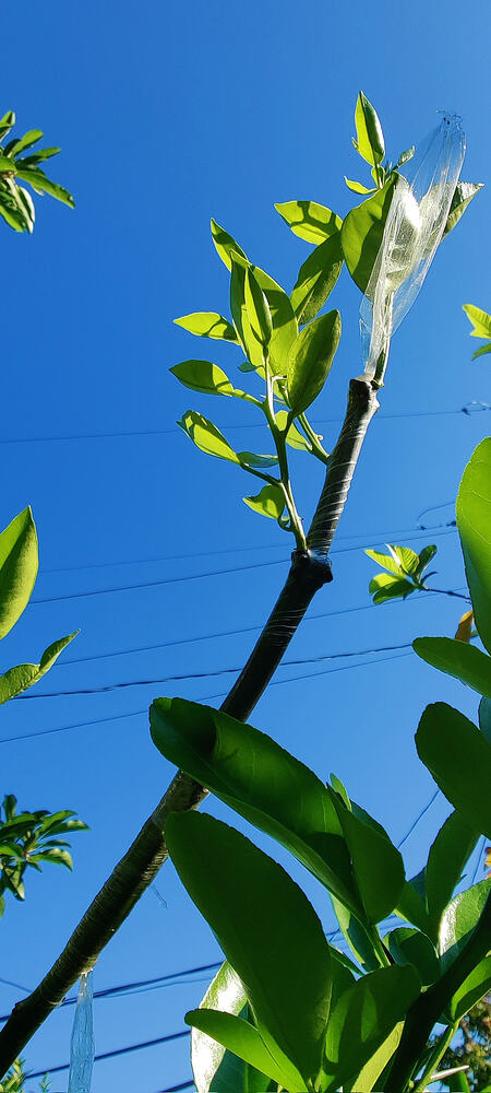 IMG_20260325_0854391