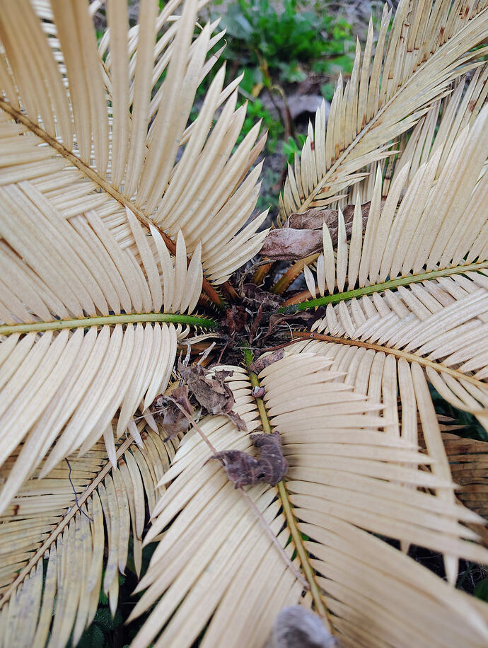 IMG_20260307_110946479_AE