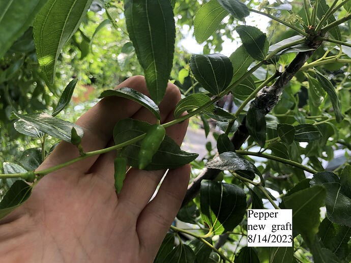 Pepper_w_08-14-2023