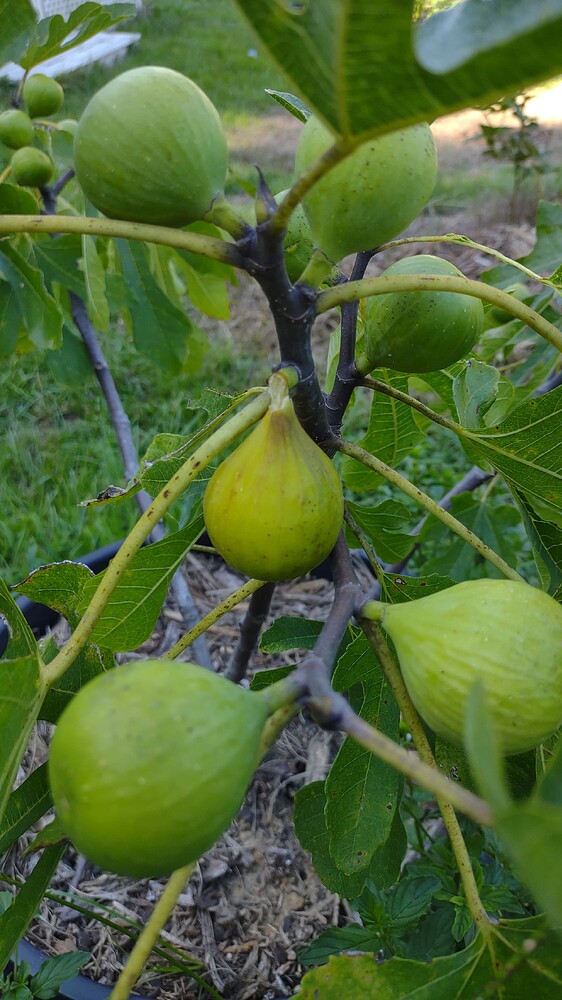 IMG_20250718_165221047