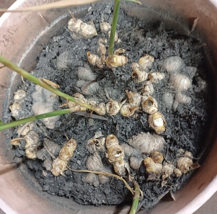 Screenshot_20251120_195102_Gallery