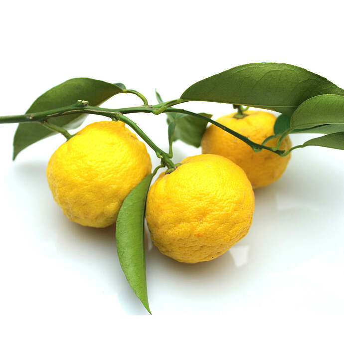 yuzu-japanese-lemon-stock_1080x