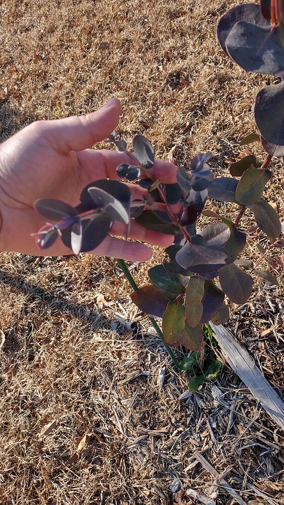 IMG_20250125_150540874_HDR