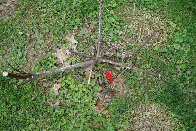 VdB sprouted end of April 2026 top dead (1)
