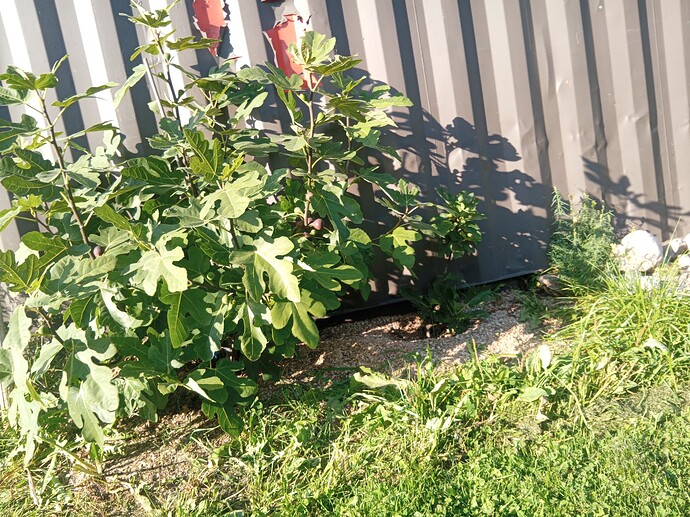 17594395852496046057103392243505