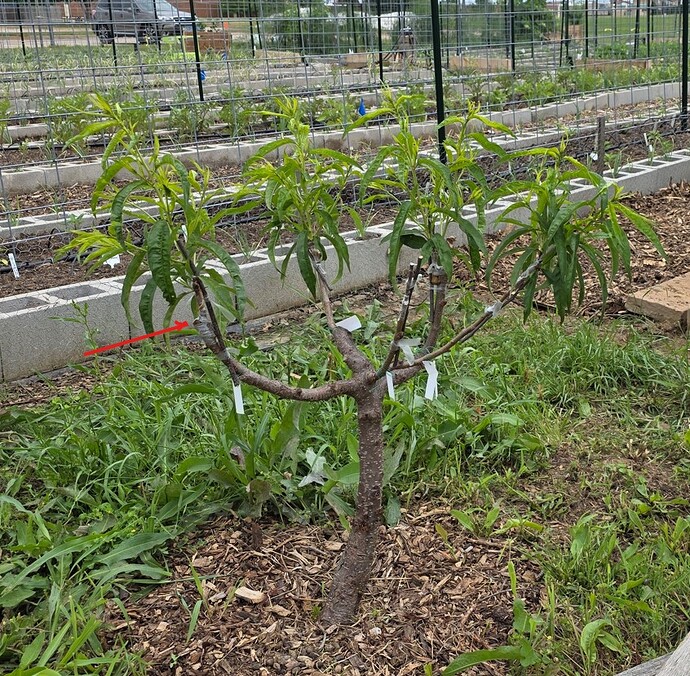 PeachMultiGraft
