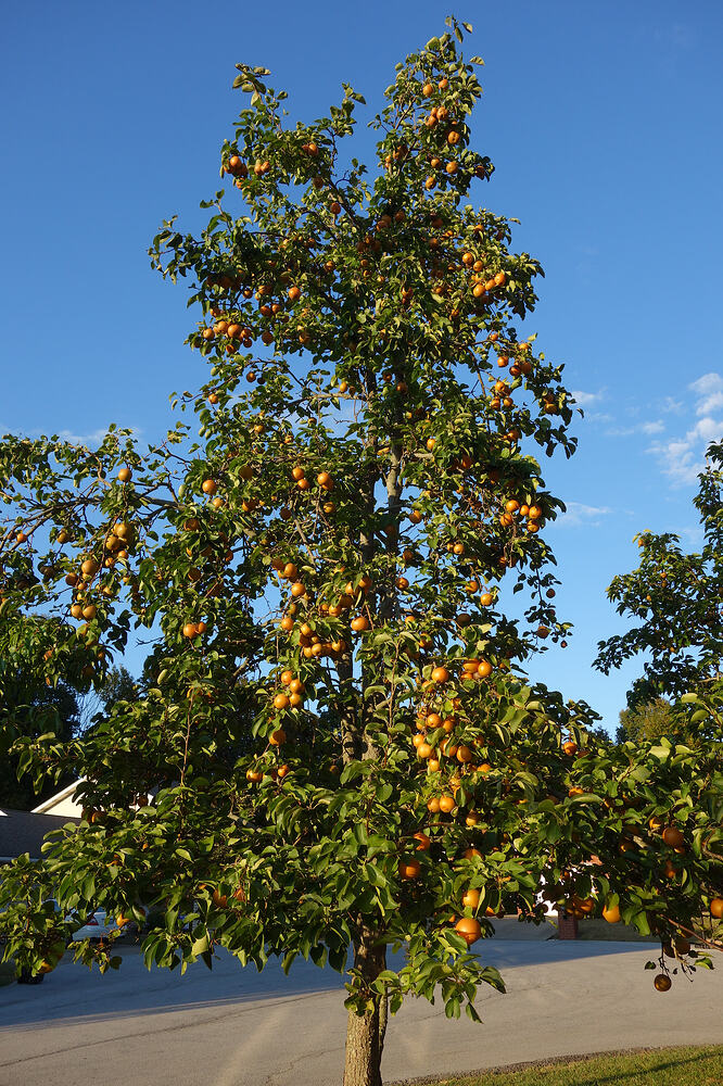 Raja Asian pear 2025 (3)