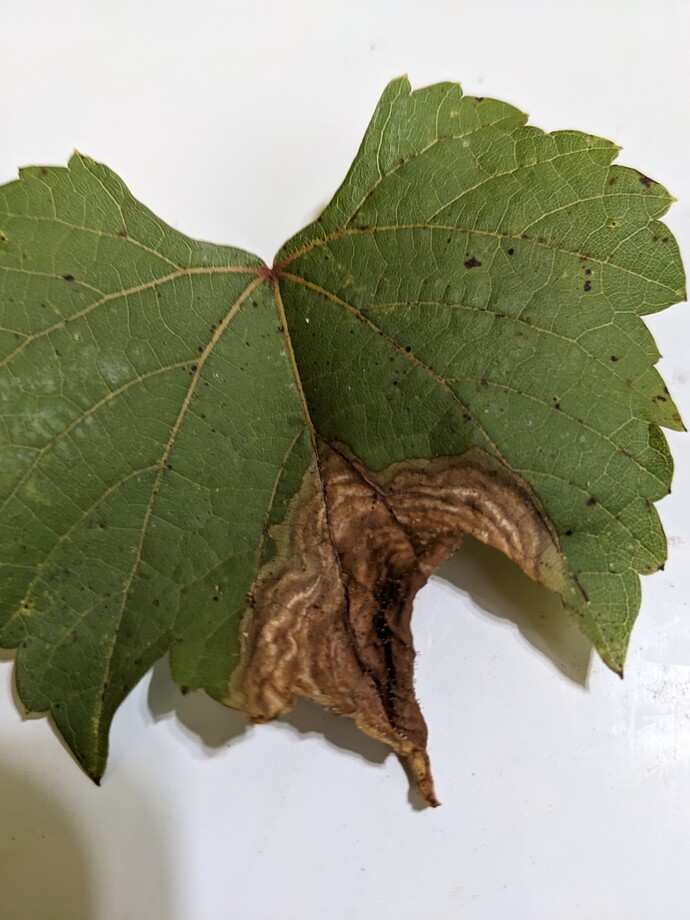 PXL_20240831_225723520.MP