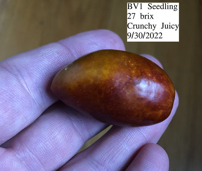 BV1_seedling_09-30-2022