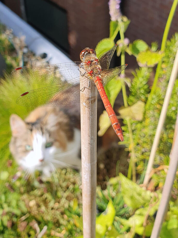 libelle_cersei