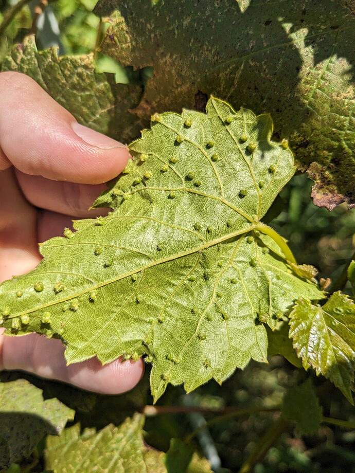 PXL_20240710_210602017