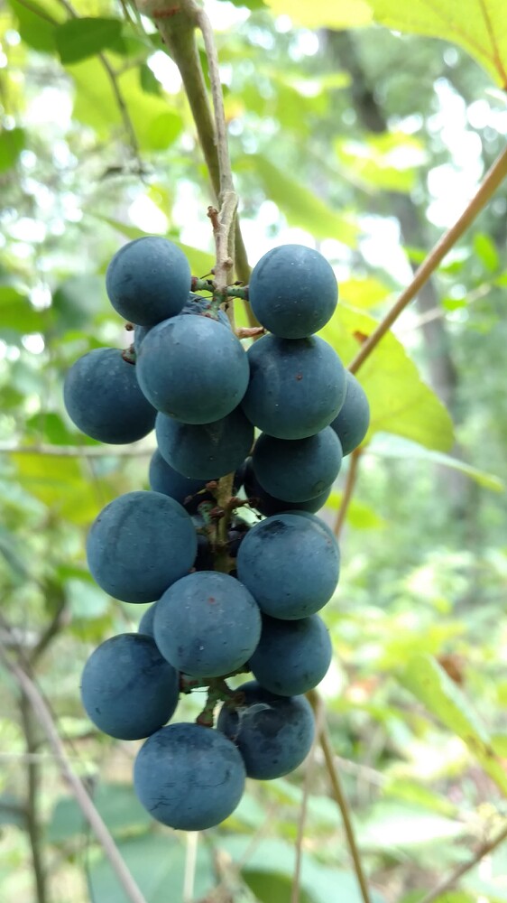 IMG_20170715_125037463