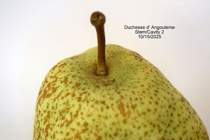 Duchesse d' AngoulemeStem2 10-15-2025RS