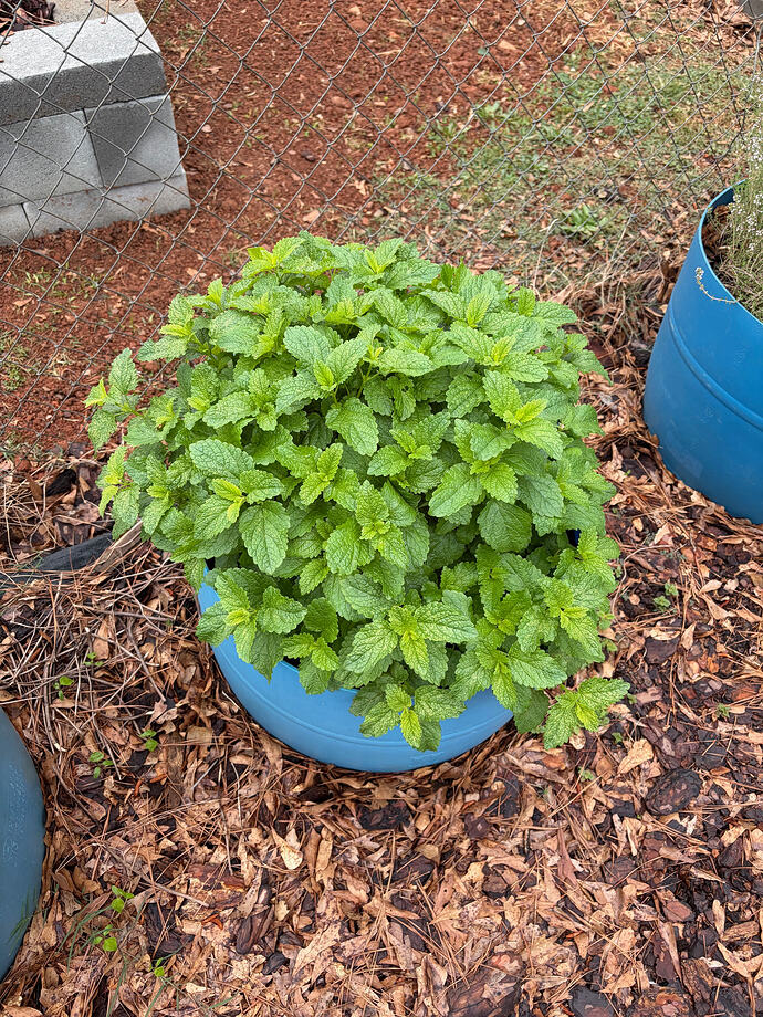 lemon balm