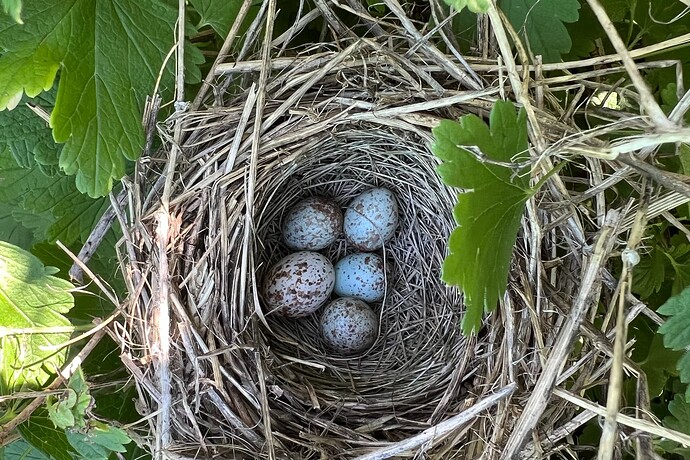 nest
