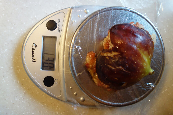 burst and dropped Brown Turkey fig (3)