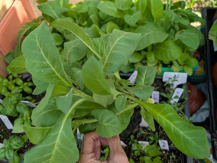 can you grow tobacco in massachusetts Growing tobacco, small scale gardening - General Gardening