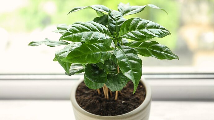 Close-up of a potted plant with glossy green leaves in a white ceramic pot on a light windowsill indoors.