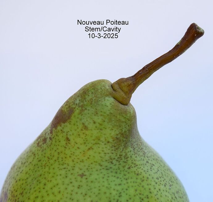 Nouveau PoiteauStem10-3-2025RS