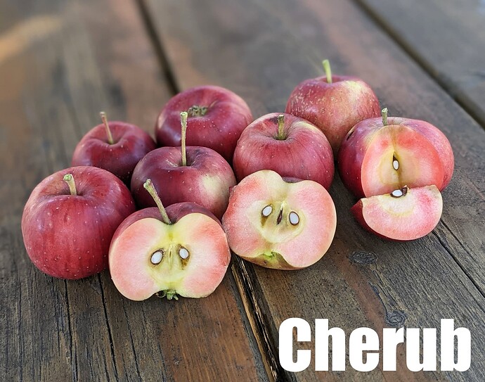 Cherub_2025