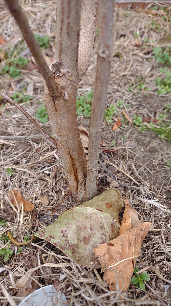 IMG_20260211_132919672