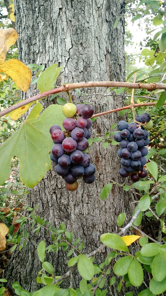 IMG_20160718_165157705