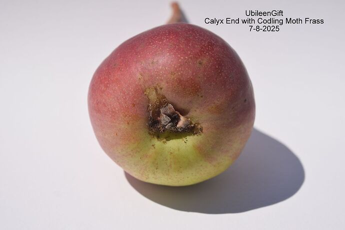 UbileenGiftCalyx 7-8-2025RS