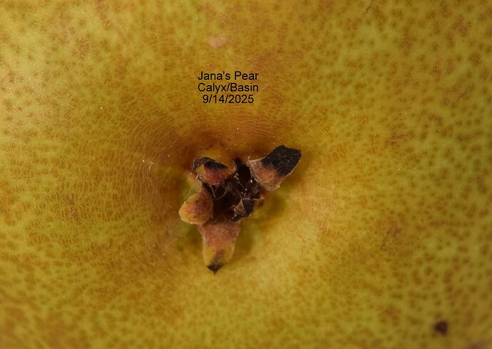 Jana'sCAlyx9-14-2025