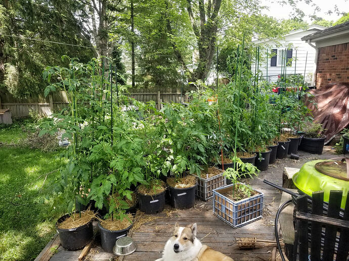 Garden0