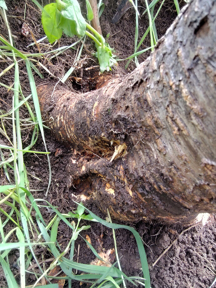 IMG_20260402_154349273_HDR