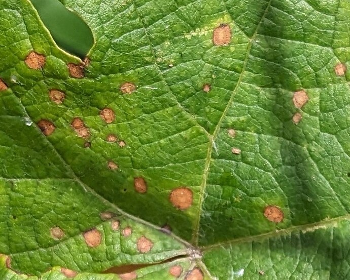 PXL_20250621_162524112~3