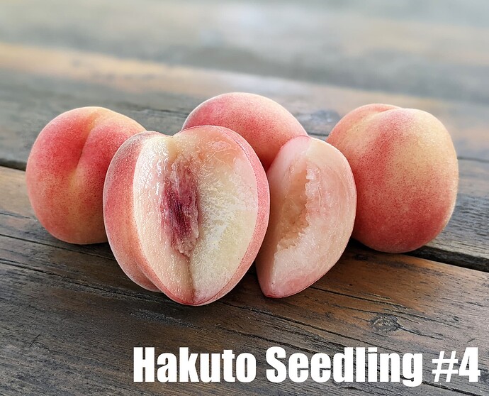Hakuto Seedling #4_2025
