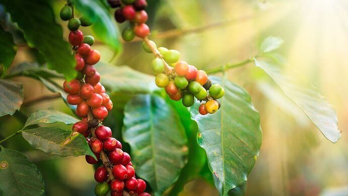 A closeup shot of cherries on a coffee plant appearing to be red with some pieces still looking green placed under warm sunlight