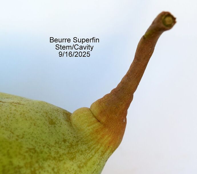 BeurreSuperfinStem9-15-2025RS