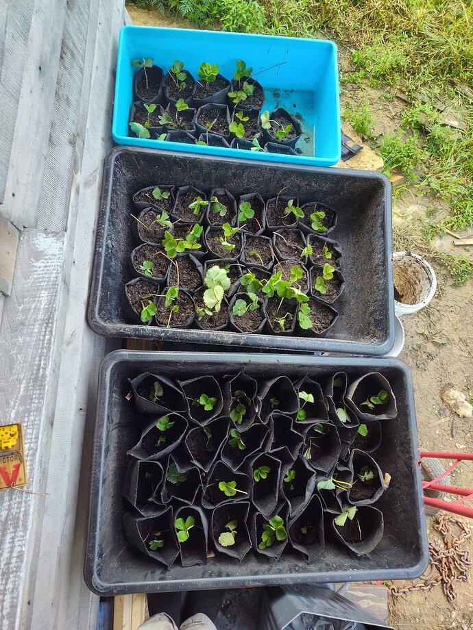 IMG_20250720_170017050_HDR