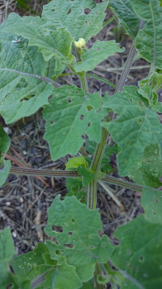 IMG_20250728_190453563