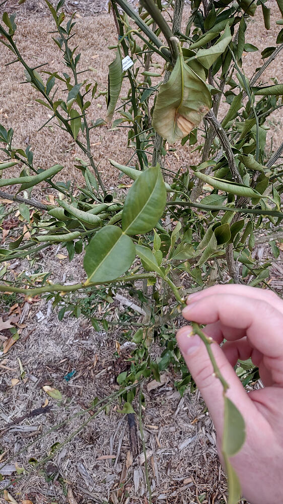 IMG_20260211_132702985_HDR