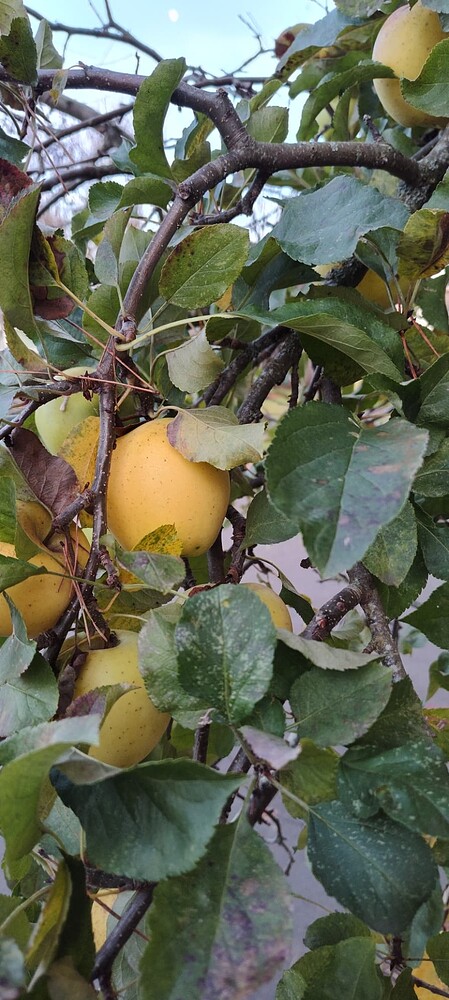 IMG_20251130_155908382_HDR