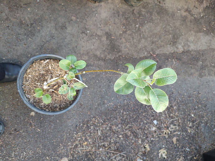 round leaves