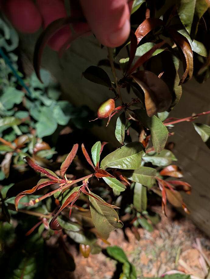 PXL_20260509_053440405