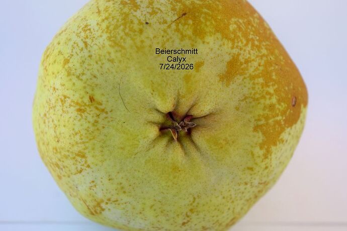 Beierschmitt Calyx 7-24-2026 2RS