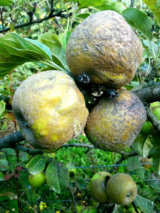 Knobbed Russet 10-2 c