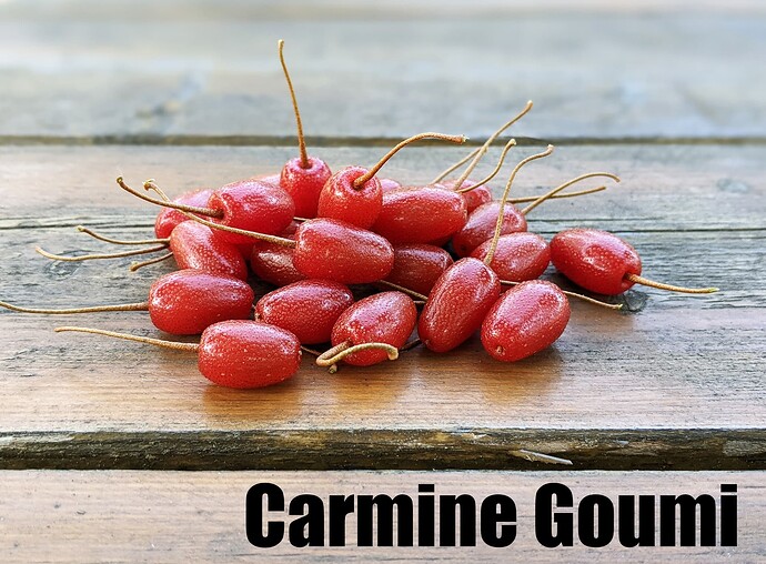 Carmine Goumi_2025