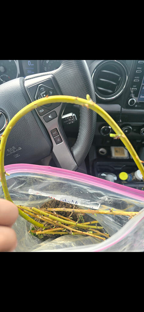 Жёлтая чёрная малина с жёлтыми побегами