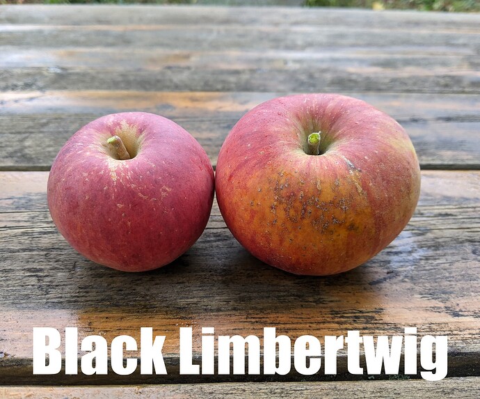 Black Limbertwig_2025