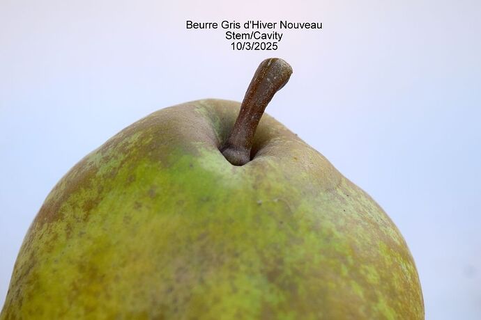 Beurre Gris d'Hiver NouveauStemRS
